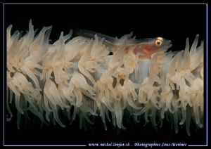 Little Symbiotic Goby on a Wip Coral... One of my favorit... by Michel Lonfat 